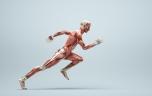 Ce que vos muscles disent de votre santé cardiovasculaire