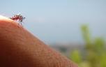 Moustiques : ont-ils disparu avec la canicule ? 