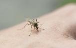 Virus du Nil : un premier cas autochtone en France