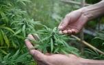 Cannabis : pourquoi les consommateurs sont plus minces 