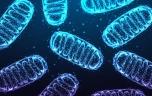 Santé mentale : le rôle méconnu des mitochondries 