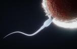 Dans l'espace, l'apesanteur désoriente les spermatozoïdes !