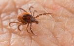 Lyme : pourquoi il faut se méfier des tiques jusque dans les maisons 
