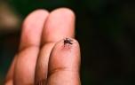 Moustiques tigres : l’ARS d’Île-de-France alerte contre leur prolifération avant les JO