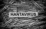Hantavirus sur un bateau : l’OMS écarte le risque de pandémie