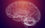 Des chercheurs ont identifié la zone du cerveau impliquée dans le contrôle de l'attention