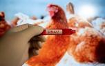 Grippe aviaire : la transmission d’une nouvelle souche à l’Homme inquiète l’OMS