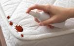 Punaises de lit : l’Anses met en garde contre un insecticide responsable d’intoxications