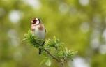 Observer les oiseaux... pour booster son cerveau ?