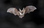 Rage : un garçon de 11 ans décède après s’être réveillé avec une chauve-souris sur le visage