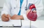 Infarctus, insuffisance cardiaque : un gène spécifique peut aider le cœur à se réparer