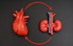 Cœur, reins, diabète : ce lien méconnu qui menace notre santé