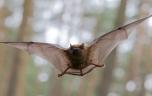 Coronavirus de chauve-souris : faut-il craindre un nouveau Covid ?
