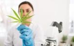 Cannabis thérapeutique : quand sera-t-il mis en place en France ?