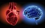 Hypertension : et si c’était la faute du cerveau ?