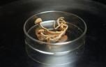 Dépression : une substance issue des champignons hallucinogènes pourrait soulager les symptômes