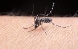 Moustique-tigre : quelles maladies risque-t-on après une piqûre ? 