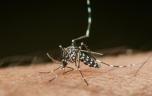 Dengue : un nouveau cas autochtone en Occitanie