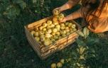 Pesticides : doit-on se méfier des pommes ?