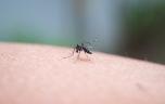 Premier cas autochtone de chikungunya : que sait-on ? 