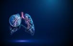 Asthme : comment les crises modifient les tissus des poumons ?
