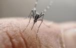 Chikungunya, dengue, West Nile : que se passe-t-il dans le sud de la France ?