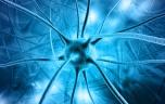 Alzheimer : une protéine pourrait favoriser la propagation de la maladie