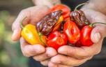 Pourquoi les aliments ultra-piquants sont-ils dans le viseur des autorités sanitaires ?