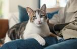 Coup de stress : votre chat ne peut rien pour vous ! 