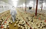 Comment les élevages de poulets favorisent la propagation des gastros