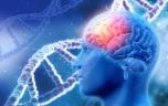 Alzheimer : 20 % des cas seraient dus à des copies du gène APOE4