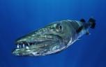 Mordue par un barracuda, une petite fille secourue grâce à un réflexe essentiel 