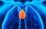 Thymus : à quoi sert vraiment cette glande ?