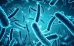 Malnutrition : le microbiote de la mère pourrait marquer la santé du bébé à vie