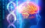 Une nouvelle maladie génétique perturbant le développement du cerveau