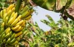 Chlordécone : 4 recommandations pour réduire l’exposition alimentaire aux Antilles
