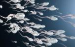 Fertilité : c’est à cette période que les spermatozoïdes nagent plus vite 
