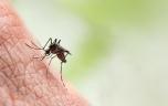 Épidémie de dengue : plus de 1.000 morts au Bangladesh cette année