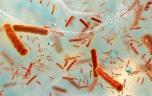 Le changement climatique contribue à la prolifération des superbactéries