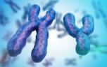 Fertilité : et si un chromosome disparu réduisait les chances de grossesse ? 