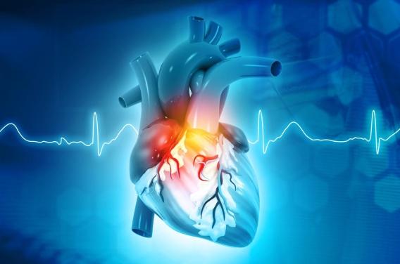 Coeur : la sérotonine pourrait abîmer la valve mitrale
