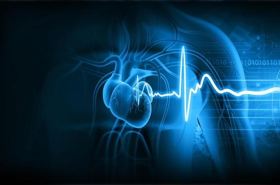 Troubles du rythme cardiaque : la faute aux œstrogènes ?  