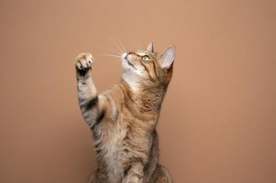 Cancer : et si les chats détenaient une  ...