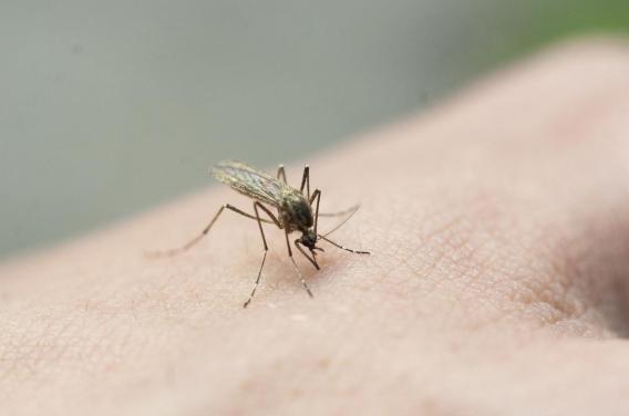 Virus du Nil : un premier cas autochtone en  ...