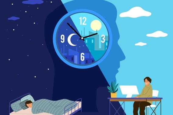 Notre horloge biologique influencerait le  ...