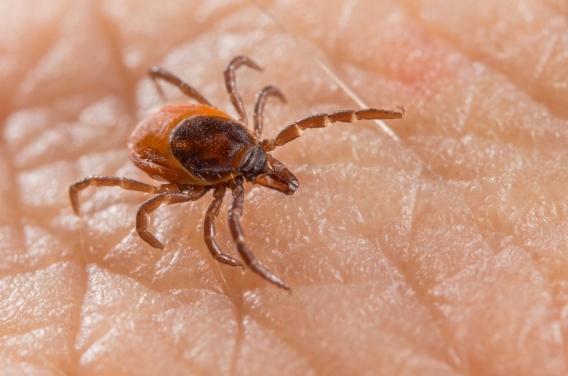 Lyme : pourquoi il faut se méfier des tiques jusque dans les maisons 