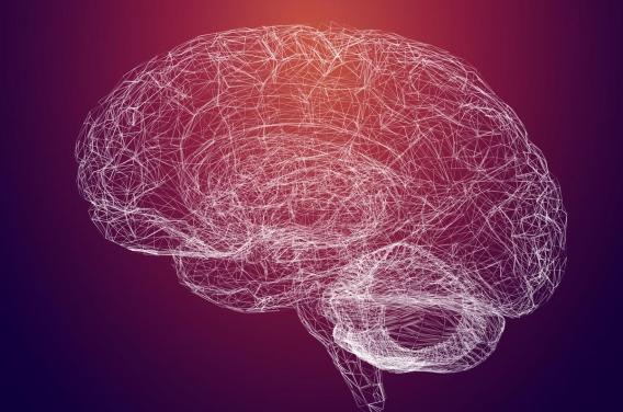 Des chercheurs ont identifié la zone du cerveau impliquée dans le contrôle de l'attention