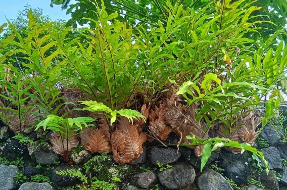 Cette plante pourrait soigner les troubles  ...