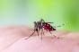 Dengue, chikungunya : pourquoi ces maladies progressent ?