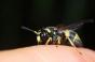 Insectes, serpents, méduses : comment traiter ?